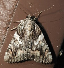 Catocala verrilliana
