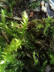 Eurhynchium striatum
