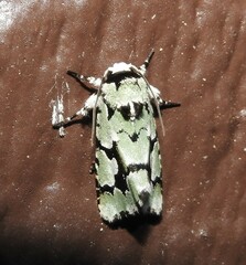 Emarginea percara