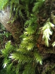 Eurhynchium striatum