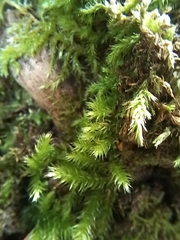 Eurhynchium striatum