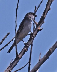 Sporophila pileata