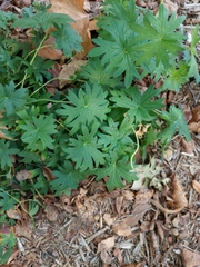 Geranium sanguineum