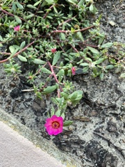 Portulaca amilis