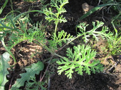 Pelargonium senecioides