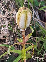 Lilium bulbiferum