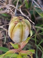 Lilium bulbiferum