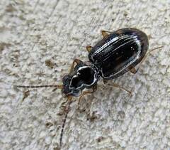 Bembidion octomaculatum