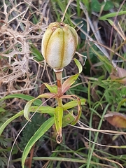 Lilium bulbiferum