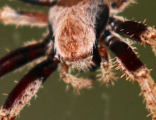 Red-spot Hairy Field Spider