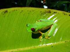 Agalychnis callidryas
