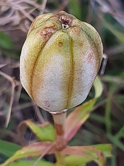 Lilium bulbiferum