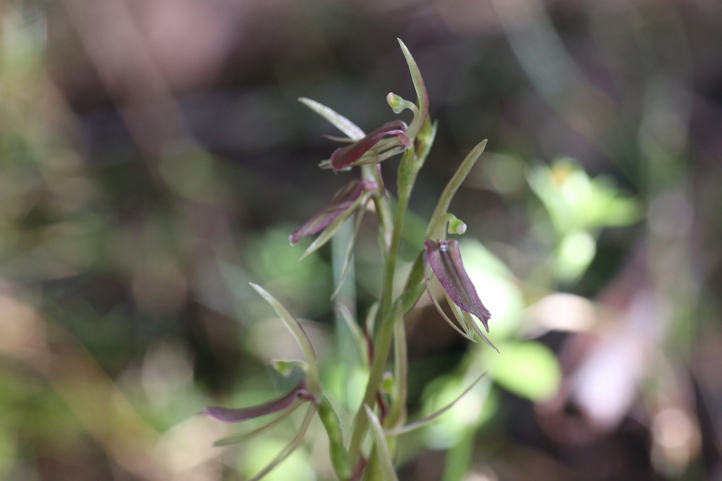 Cyrtostylis reniformis
