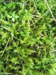 Eurhynchium striatum