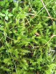 Eurhynchium striatum
