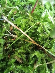 Eurhynchium striatum