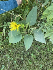 Helianthus tuberosus