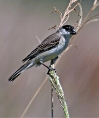 Sporophila pileata