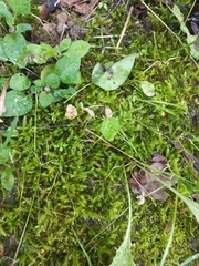 Eurhynchium striatum