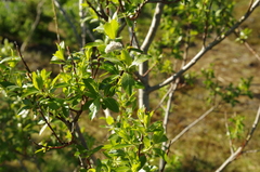Salix alaxensis