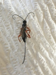 Xoridinae