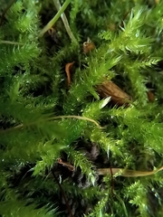 Eurhynchium striatum