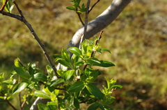 Salix alaxensis