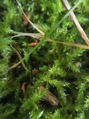 Eurhynchium striatum