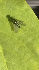 Condylostylus longicornis