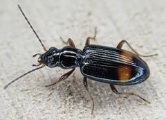 Bembidion modestum