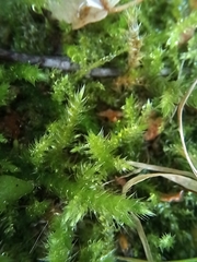 Eurhynchium striatum