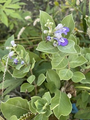 Vitex rotundifolia
