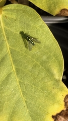 Condylostylus longicornis