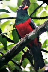 Trogon massena