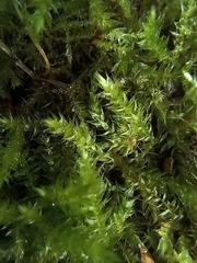 Eurhynchium striatum