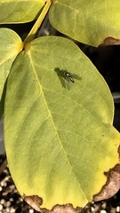 Condylostylus longicornis