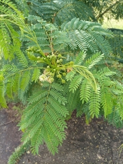 Leucaena leucocephala