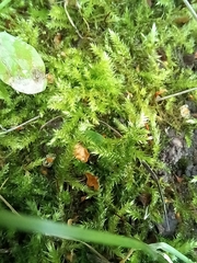 Eurhynchium striatum