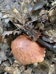 Aureoboletus