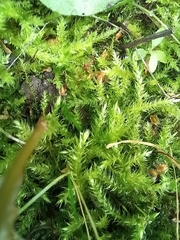 Eurhynchium striatum