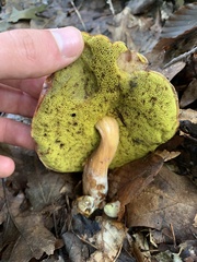 Aureoboletus