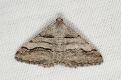 Digrammia continuata