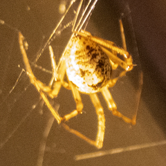 Parasteatoda