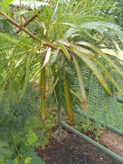 Leucaena leucocephala