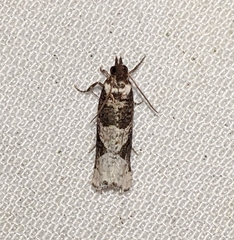 Olethreutinae
