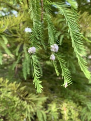Taxodiomyia cupressiananassa
