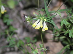 Melampyrum pratense commutatum