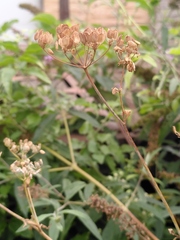 Heracleum sphondylium