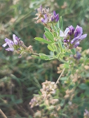 Medicago