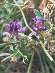 Medicago
